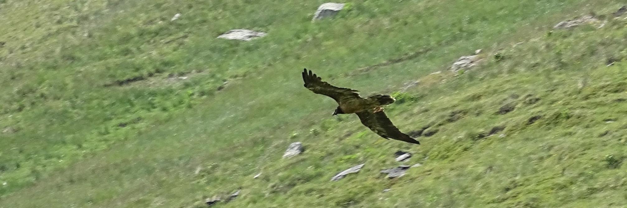 Gypaète refuge fond des Fours