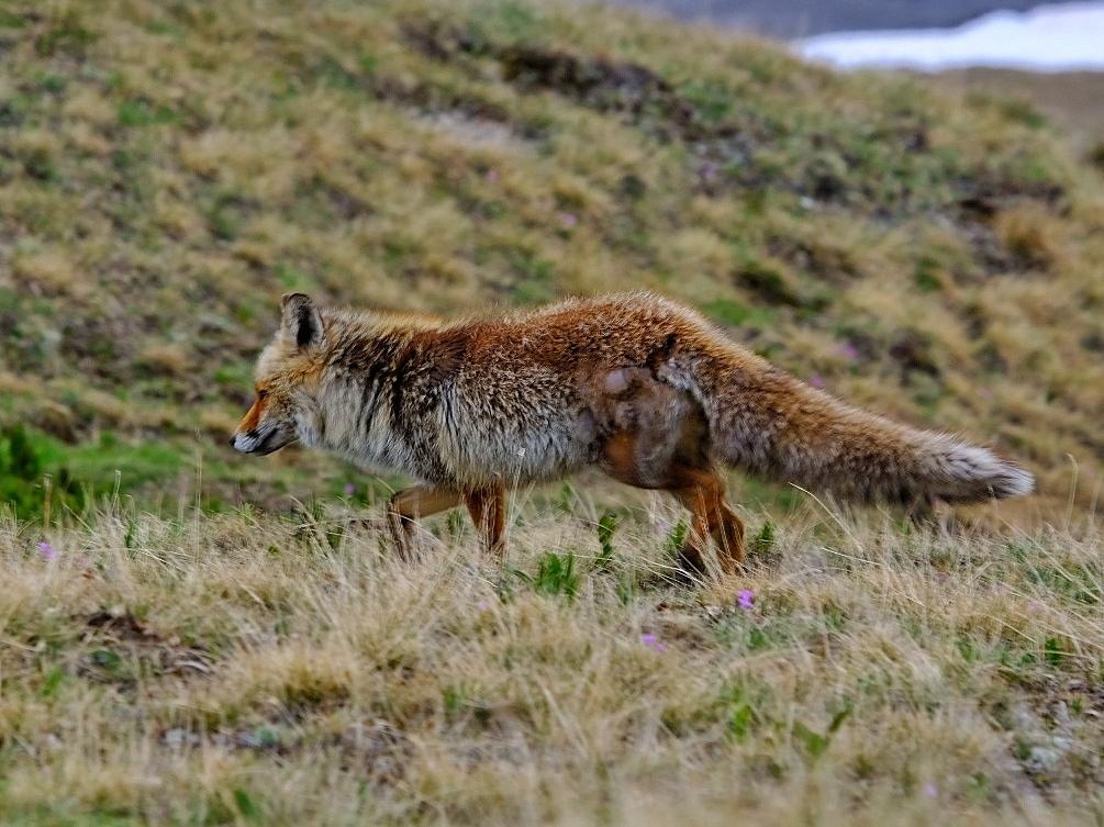 Renard refuge fond des fours vanoise