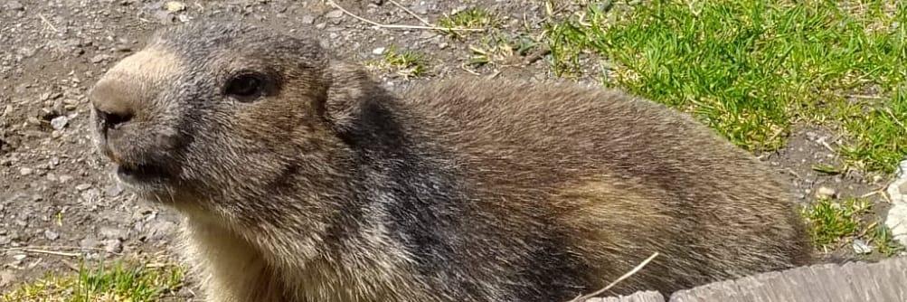 Marmotte au refuge du Fond des Fours