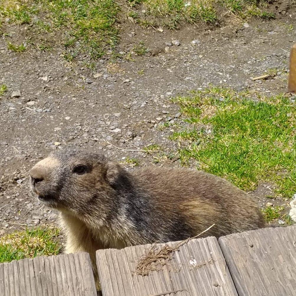 Marmotte au refuge du Fond des Fours