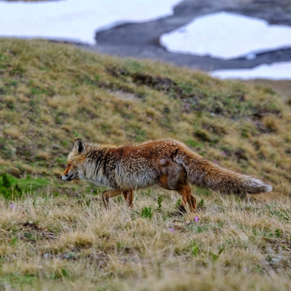 Renard refuge fond des fours vanoise