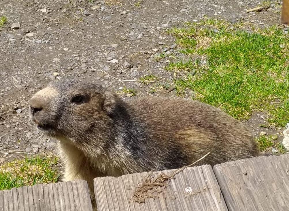 Marmotte au refuge du Fond des Fours