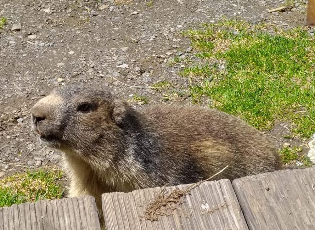 Marmotte au refuge du Fond des Fours