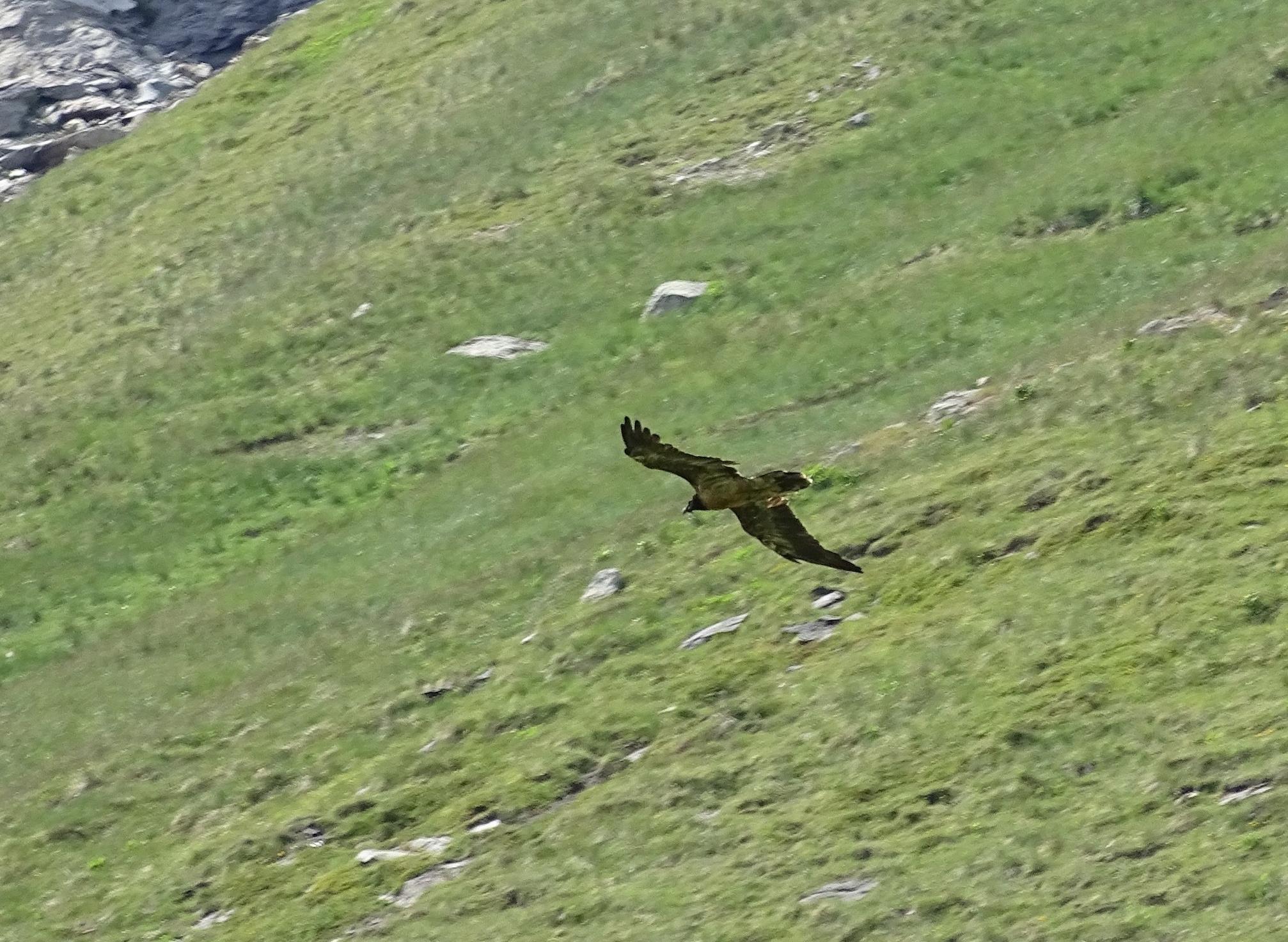 Gypaète refuge fond des Fours