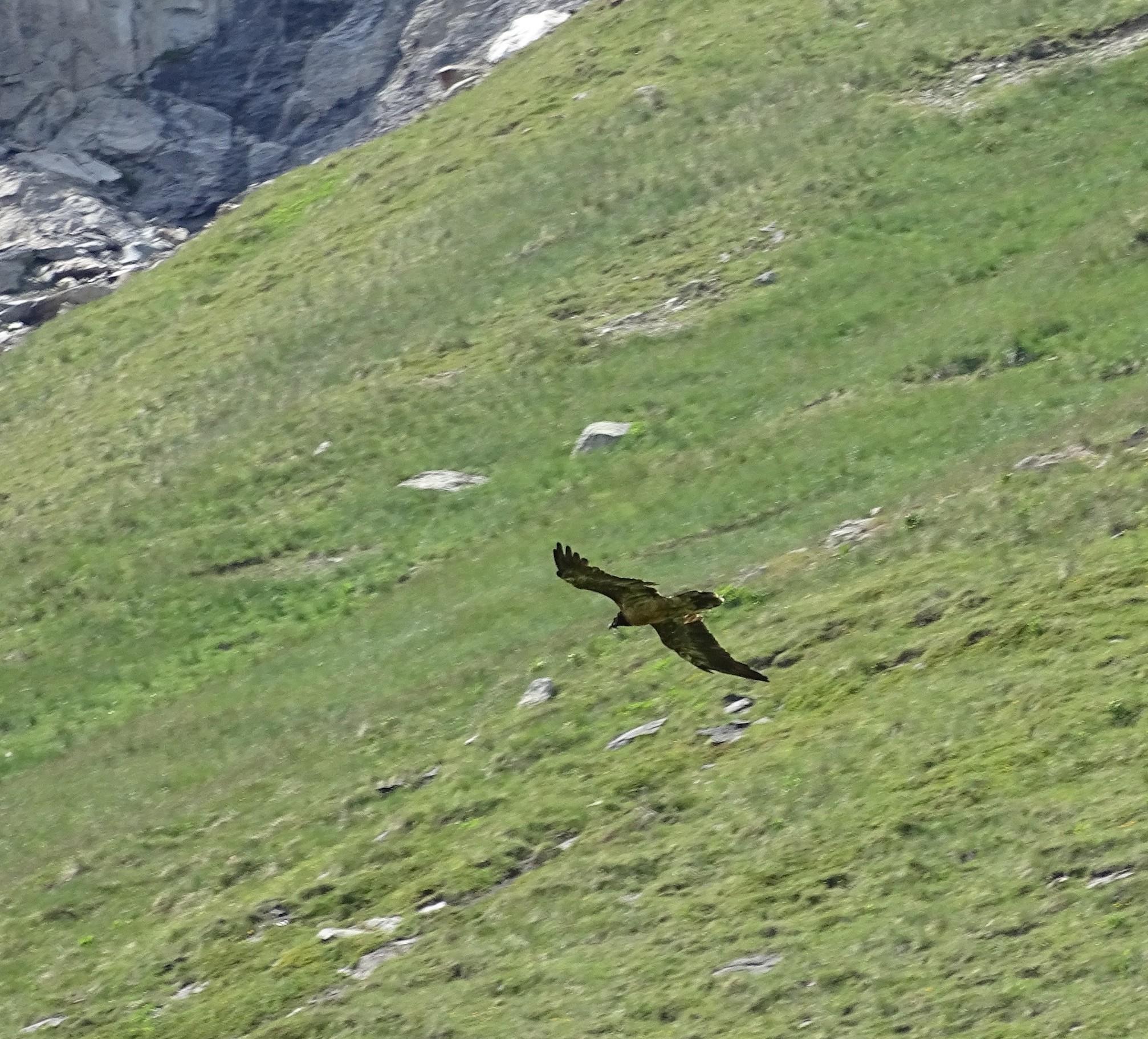 Gypaète refuge fond des Fours