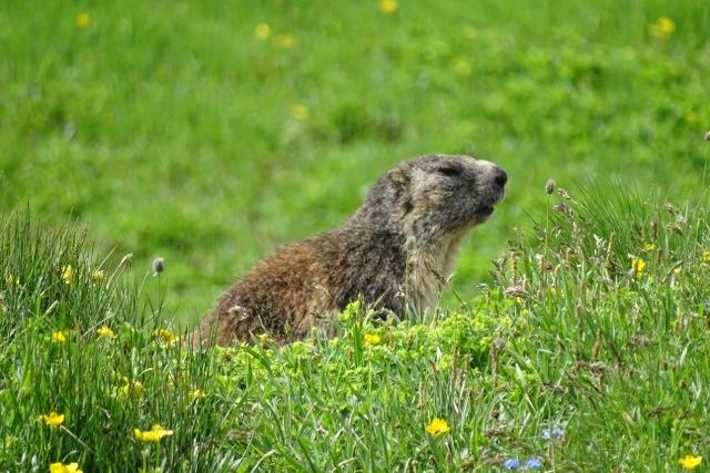 Marmotte refuge Fond des Fours
